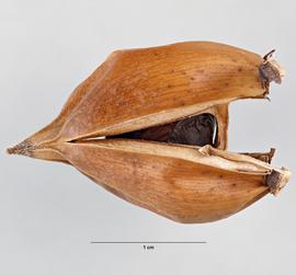   Fruit:   Acanthus mollis , capsule, with seeds subtended by seed hook; Photo by M. Maher, USDA APHIS PPQ ITP, imageID.idtools.org
